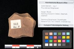 Foto (Objekt + Etikett) von Pinus latoniae Ettingshausen (NHMW-GEO-2024-0188-0341)